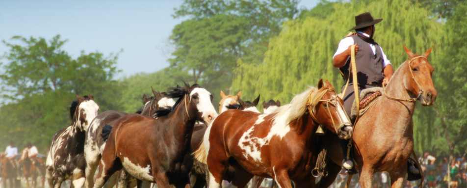 Gaucho Herding Horses  