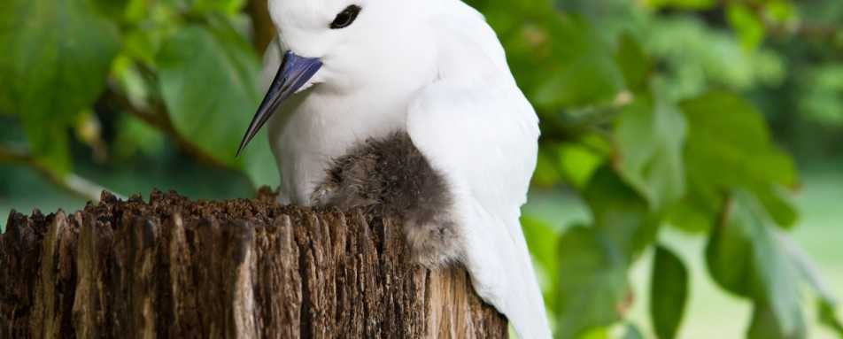 White Tern and chick - Arajilla