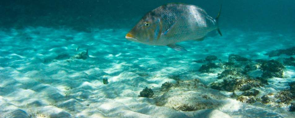 Spangled Emperor fish - Arajilla