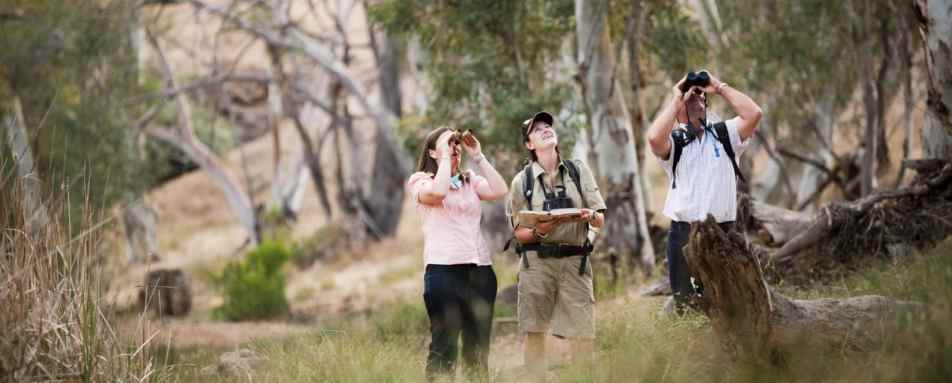 Bird watching - Arkaba