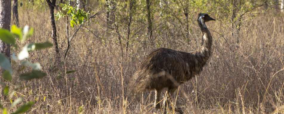 Emu - Bullo River Station 