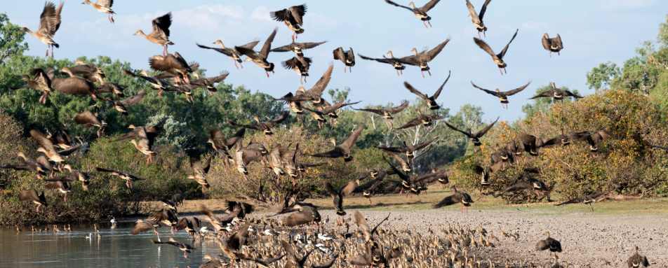 Birdlife - Bullo River Station 