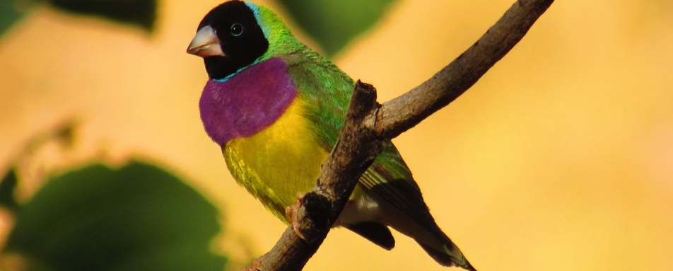 Gouldin Finch - El Questro Homestead 