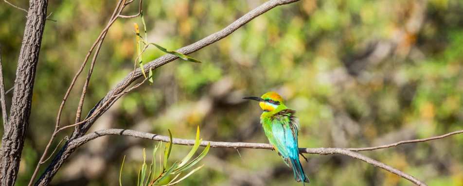 Birdlife - El Questro Homestead 