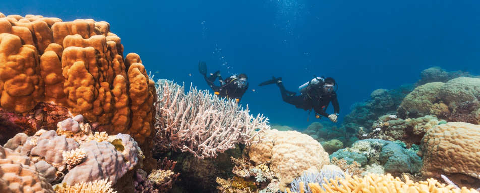 Diving - Hayman Island 