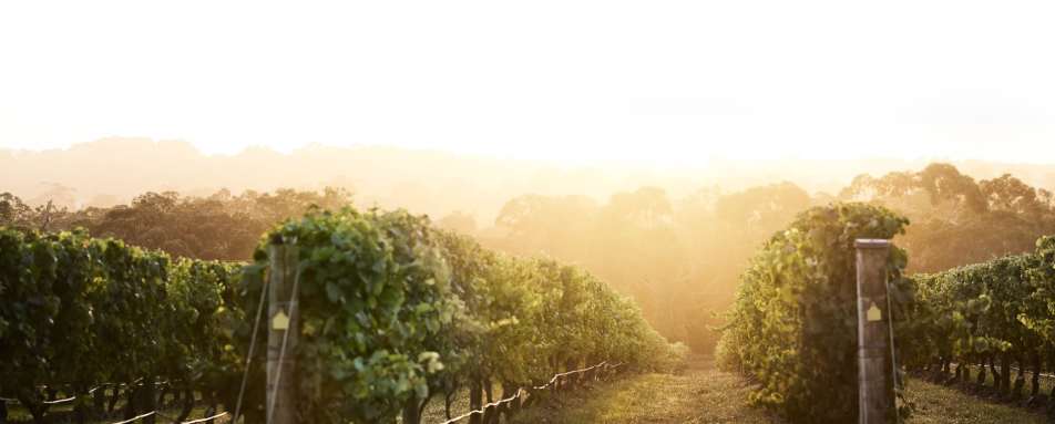 Vineyard - Jackalope Hotel