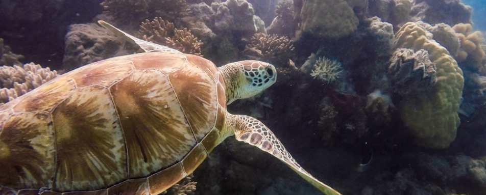 Turtle - Lizard Island 