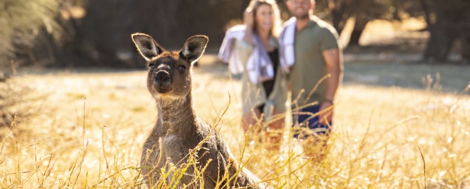 Wildlife on Sea Dragon 