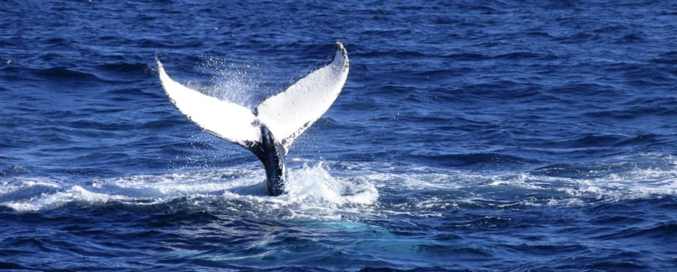 Sebourn Pursuit Whale 