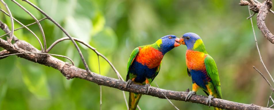 The local birdlife - Thala Beach Lodge