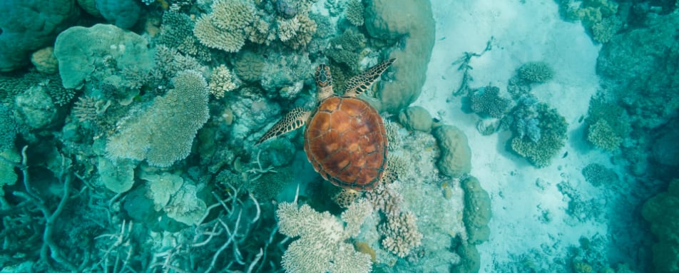 Marine Explorer Experience