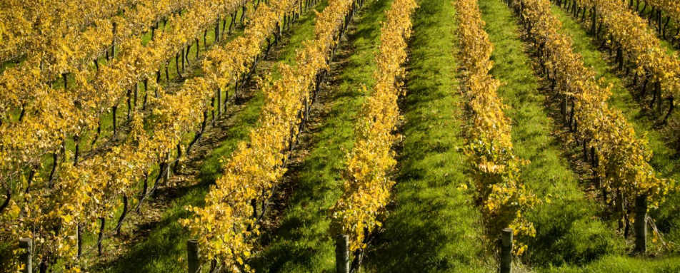 Vineyards - 