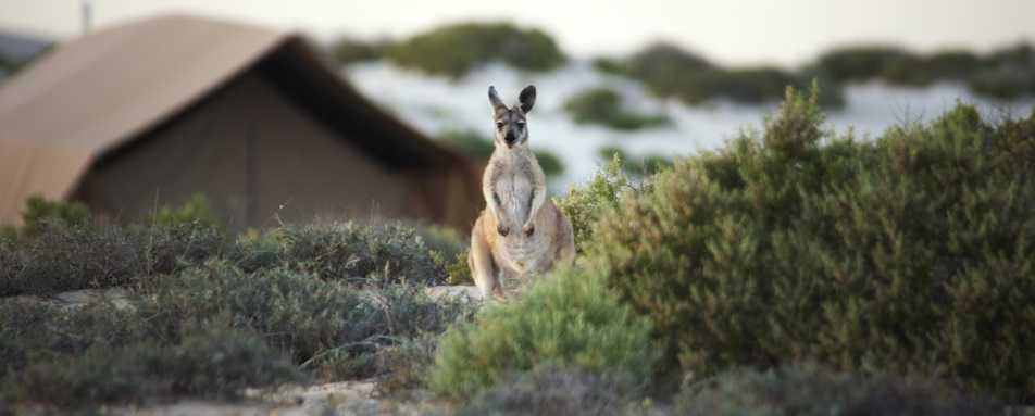 Wallaroo - 