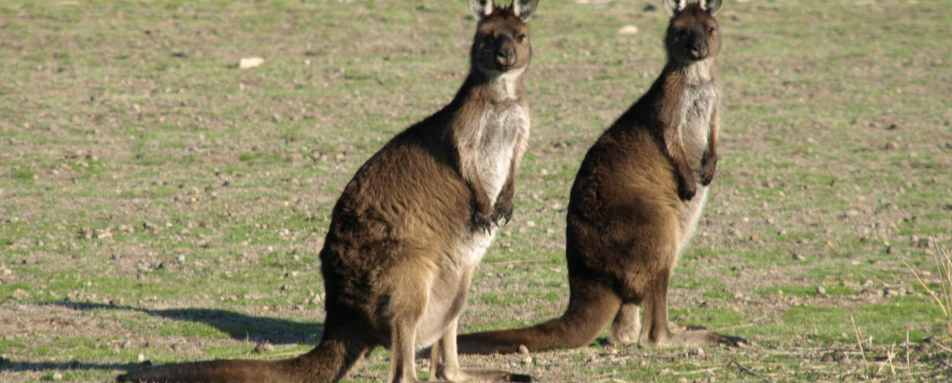 Kangaroos - Ultimate Australia and New Zealand