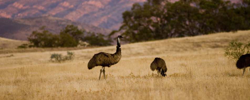 Emus  -