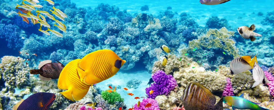 Great Barrier Reef - 