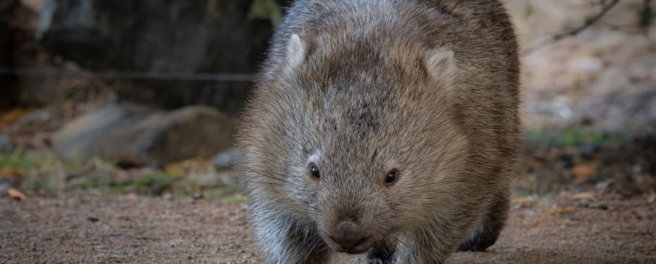 Wombat 