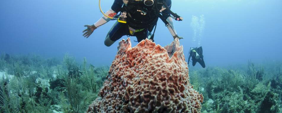 Belize Scuba Diving - Ramon's Village Resort