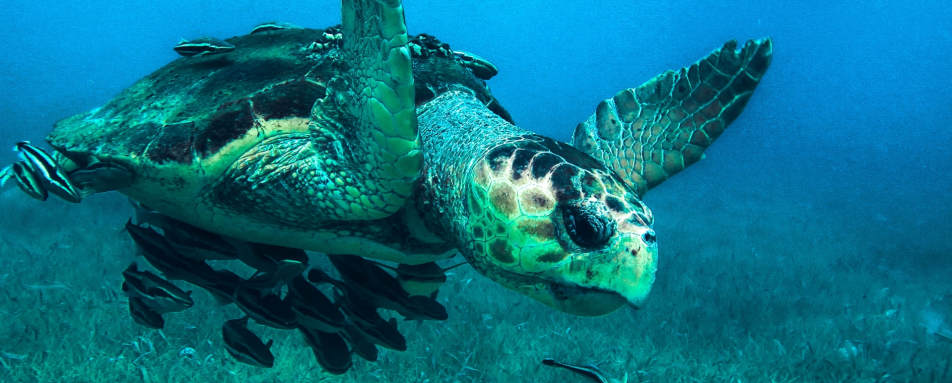 Sea turtle - Turtle Inn