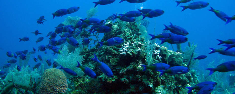 Diving - Dive into Belize
