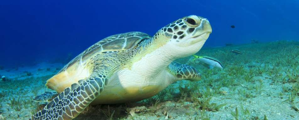 Turtle - Dive into Belize