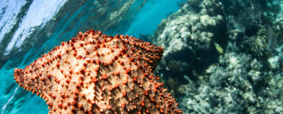 Starfish - Dive into Belize