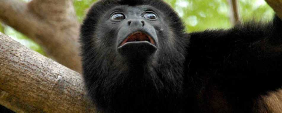 Black Howler Monkey 