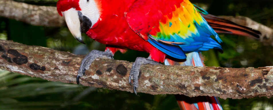 Parrot - Guatemala, Belize & Mexico for the Family