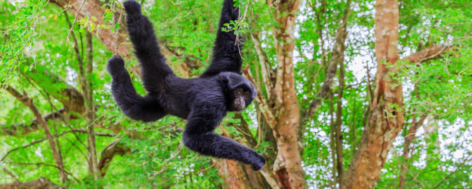 Monkey - Guatemala, Belize & Mexico for the Family