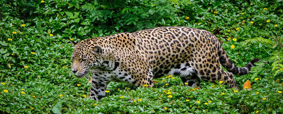 Cayo Jaguar 