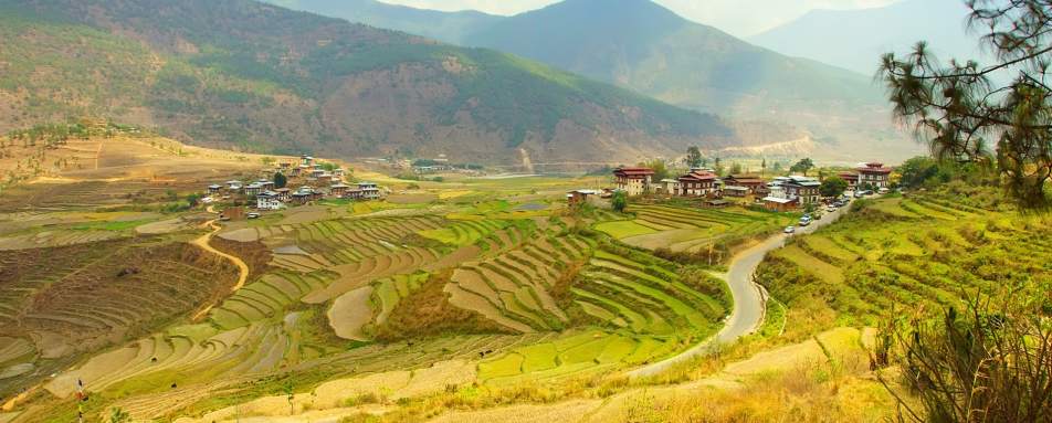 Rice Terraces in Punakha