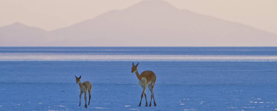 Vicunas on the salt - Airstream Uyuni