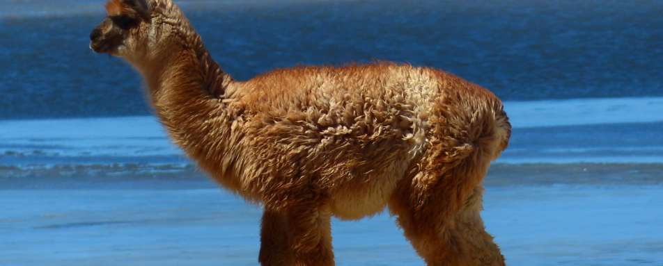 Atacama wildlife - Atacama to Lake Titicaca