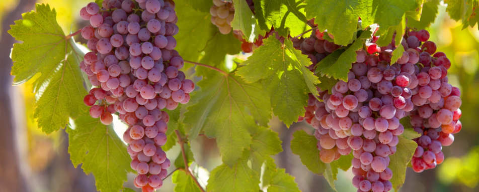 Grapes - Atacama to Lake Titicaca
