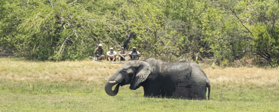 Up close to Wildlife 