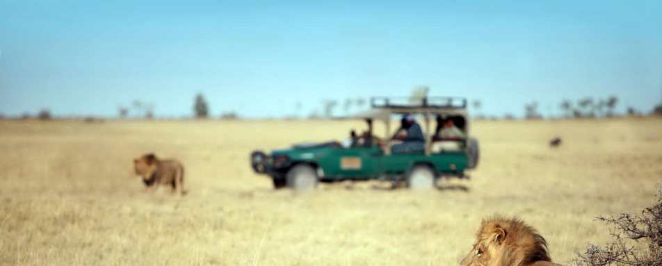 Game Drive - Camp Kalahari