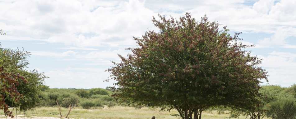 Bush Breakfast - Dinaka