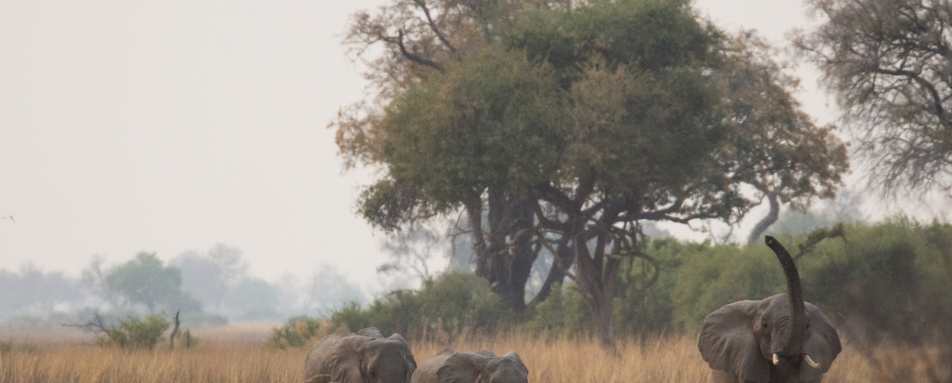 Elephants in the grass 