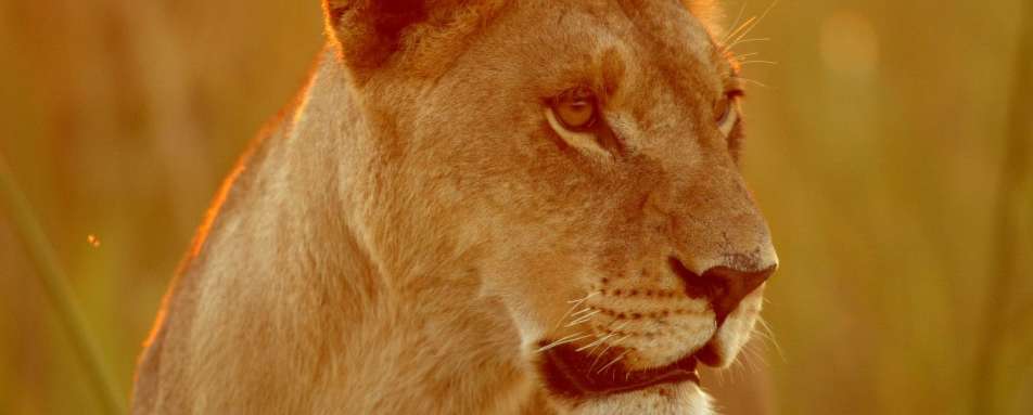 Lioness at sunrise - Duba Plains