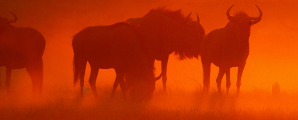 Wildebeest near Duba Plains - Duba Plains
