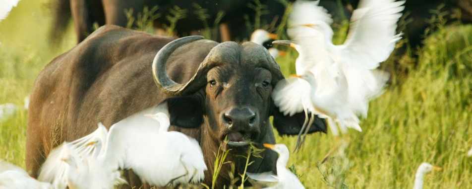 Buffalo and egrets - Duba Plains