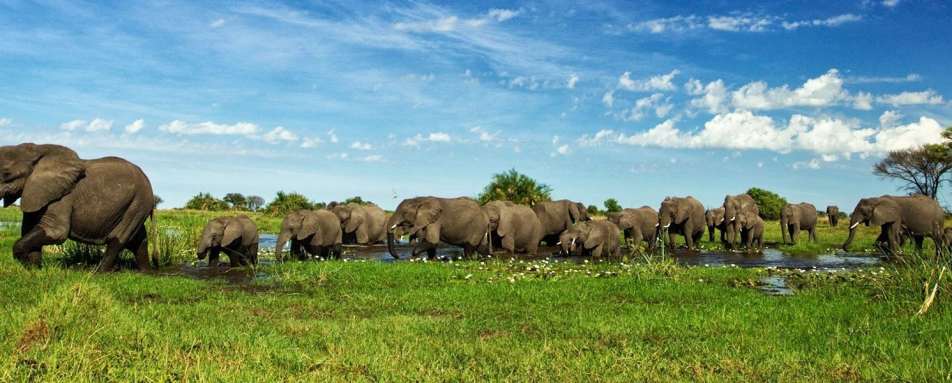 Elephant herd - Duba Plains