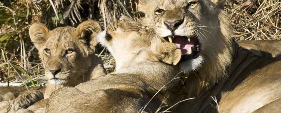 A pride of lion near camp - Little Mombo