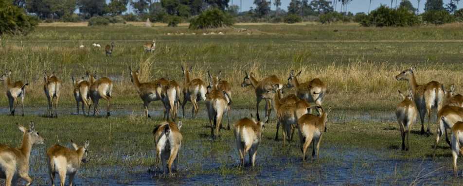 Red lechwe in the floodwaters - Little Mombo