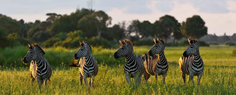 A dazzle of zebra - Little Mombo