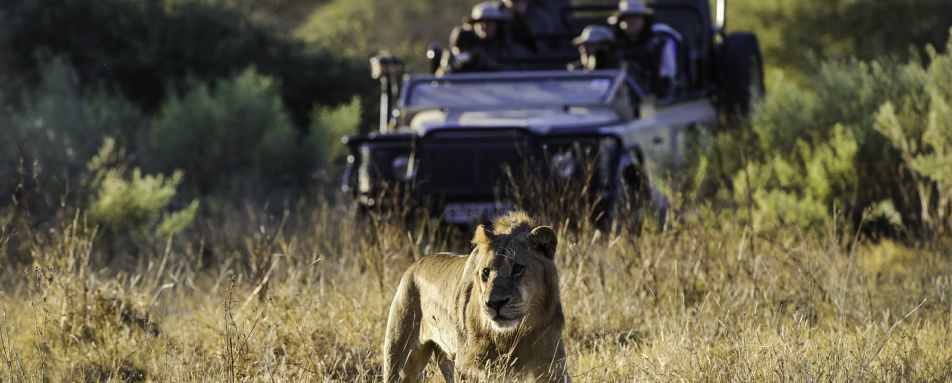 Game drive from Little Mombo - Little Mombo