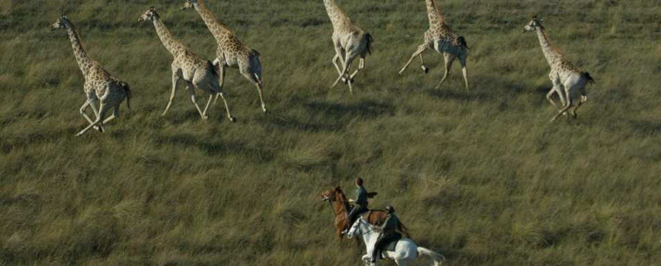 Giraffes - Macatoo Camp