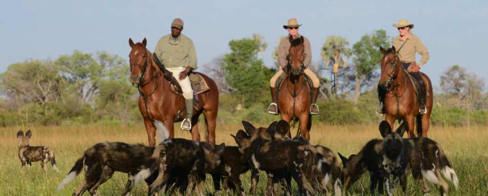 Wild dog encounter - Macatoo Camp