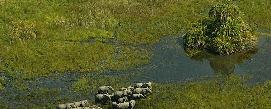 Elephant herd near Mombo - Mombo Camp