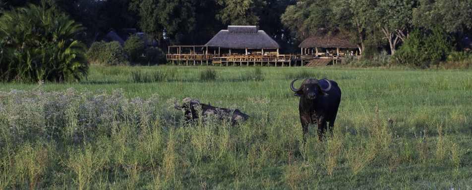 Exterior view and a water buffalo - Mombo Camp